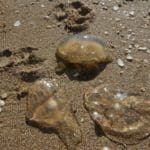 haipo news of haifa jelly fish 291221 (17)