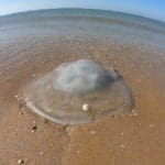 haipo news of haifa jelly fish 291221 (8)