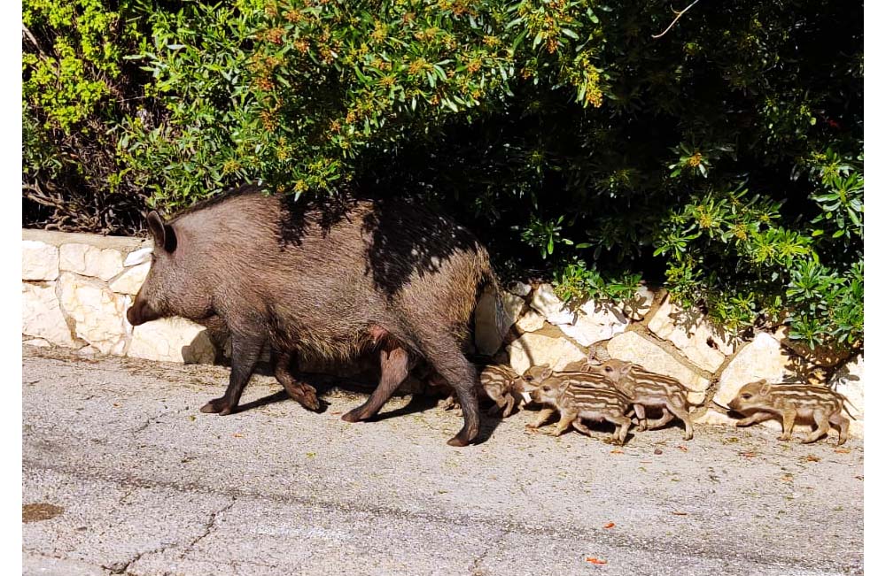 גורים בעקבותיה של אמא חזירה - ההמלטה המתועדת הראשונה של חזירוני אביב 2022 (צילום: חי פה)