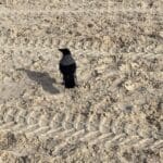 עורב (צילום: ירון כרמי)
