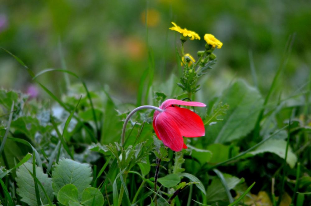 כלנית - פרחים על הכרמל (צילום: נביל נסראלדין)