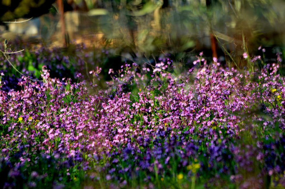 מרבד של פרחים על הכרמל (צילום: נביל נסראלדין)