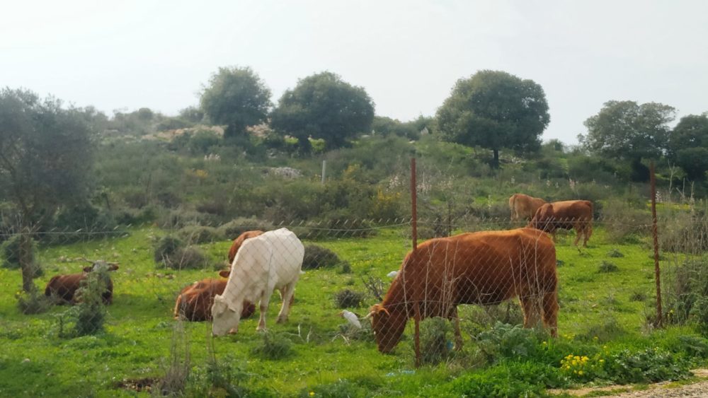 פרות רועות בכרמל (צילום: נביל נסראלדין)