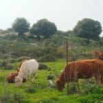 פרות רועות בכרמל (צילום: נביל נסראלדין)