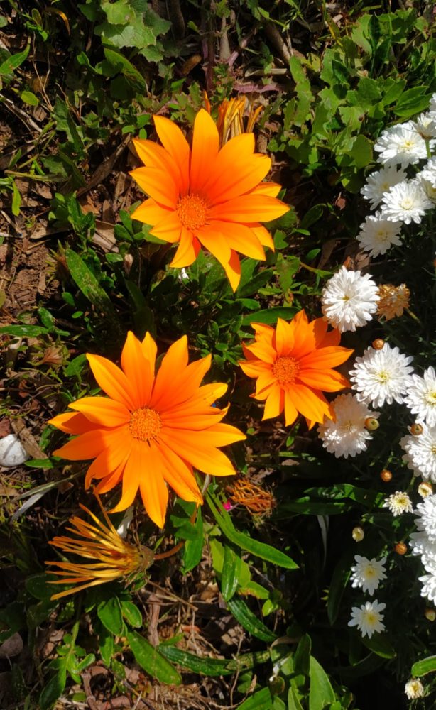 פרחים על הכרמל (צילום: נביל נסראלדין)