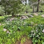 הר הקפיצה (צילום: אבנית סטרולוב)