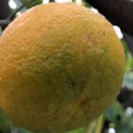 תפוז על עץ – שדרות בן גוריון בחיפה (צילום: ירון כרמי)