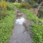 ביוב זורם לנחל לוטם (צילום: אנה רזניקובה)