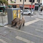 haipo news of haifa pigs 210322 (2)