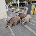 haipo news of haifa pigs 210322 (3)