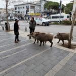 haipo news of haifa pigs 210322 (5)