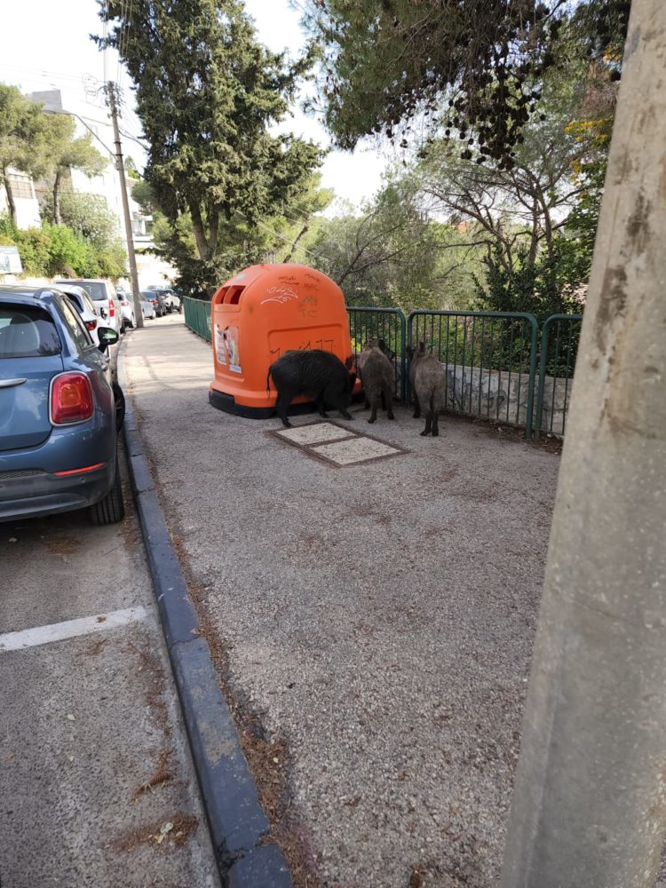 חזירים מול תחנת האכלת חתולים ברחוב יותם בחיפה (צילום: גיל גולן)