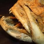 haipo news of haifa fish 020422 (3)