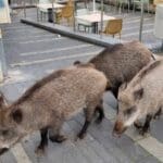 haipo news of haifa pigs 210322 (3)