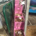 אשפה ברחוב בשוק תלפיות בחיפה (צילום: ד״ר יריב שגיא)