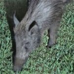 Haipo-news-wild-boar-2-020622