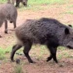 Haipo-news-wild-boars-230522-2-1000×503םן