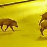 haipo news of haifa pigs 191021 (2)44