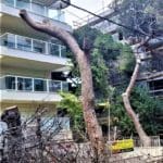 haipo news of haifa trees 130622 (1)