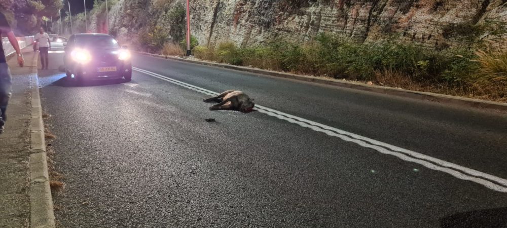 חזיר בר מת על הכביש • רוכב אופנוע התנגש בחזיר בר בדרך סטלה מריס בחיפה (צילום: איחוד הצלה)