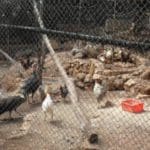גן החיות בחיפה (צילום: סמר עודה כרנתינג'י)