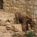 גן החיות בחיפה (צילום: סמר עודה כרנתינג'י)