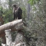 גן החיות בחיפה (צילום: סמר עודה כרנתינג'י)