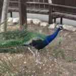 גן החיות בחיפה (צילום: סמר עודה כרנתינג'י)