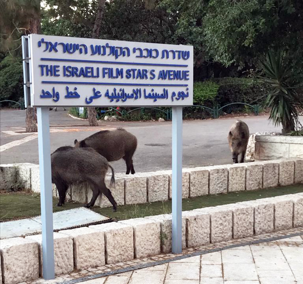 חזירים בחיפה • שדרת הכוכבים של חיפה • תמונת היום בחי פה (צילום: צבי גולני)