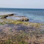 טבלאות הגידוד (צילום: ענת גבריאלי, אנשי הים התיכון)