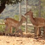 חי בר כרמל (צילום: יניב כהן רשות הטבע והגנים)