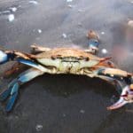 haipo news of haifa crabs 260822 (3).jpegrr