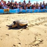 haipo news of haifa sea turtles 150822 (3)