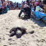 haipo news of haifa sea turtles 150822 (4)