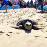 haipo news of haifa sea turtles 150822 (6)