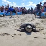 haipo news of haifa sea turtles 150822 (6)