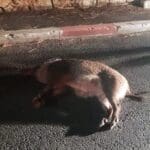 תאונות דרכים עם חזירי בר (צילום: הצלה כרמל)
