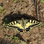 haipo news of haifa butterfly 150922 (7)