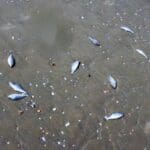 haipo news of haifa dead fish 040922 (16)