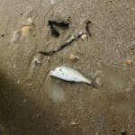 haipo news of haifa dead fish 040922 (7)