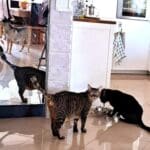 haipo news of haifa orbach 090922 (20)