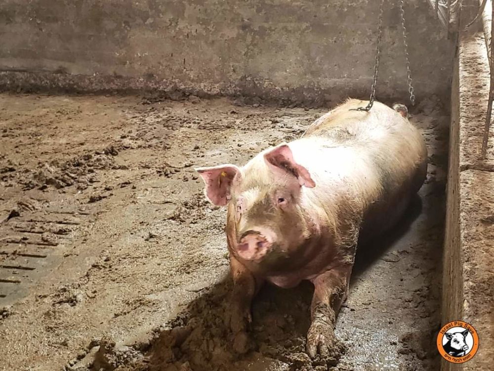 חזיר במתקן (צילום: חופש לבעלי החיים)