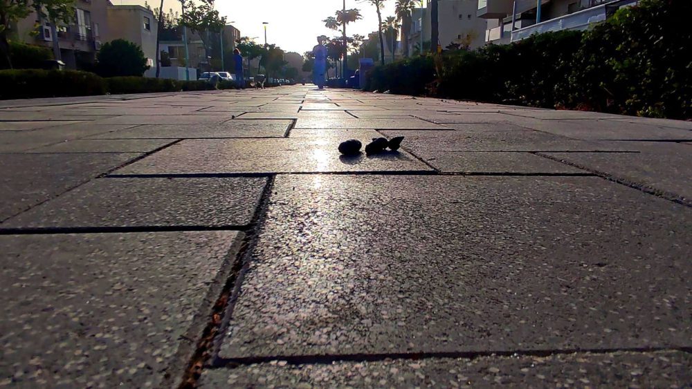 צואת כלבים בשדרות קק"ל בקרית חיים, חיפה (צילום: יוסי ברגר)