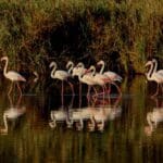 פלמינגו בבריכות המלח בשמורת תל דור ? (צילום: דרור שמילוביץ)