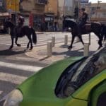 סוסים – הכתבה שלי לדוגמה (צילום: ירון כרמי)