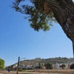 מבט מטיילת שקמונה אל שכונת עין הים ורכס סטלה מריס בחיפה (צילום: רחלי אורבך)