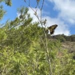 פרפר זנב הסנונית – .טיול בגבעת העיזים בחיפה • מיזם "חוגגים סתיו בואדיות חיפה 2022" (צילום: ענבל חן ברגב)