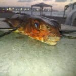 IMG-20221020-WA0047