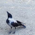 ציפור • עורב חיפאי (צילום: חי פה בשטח)