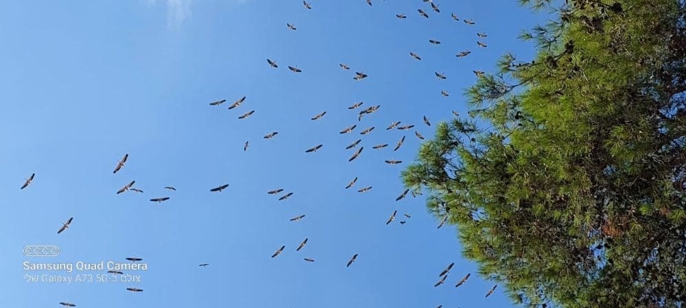 ציפורים נודדות - חסידות (צילום: נירית קופל וונדרמן)